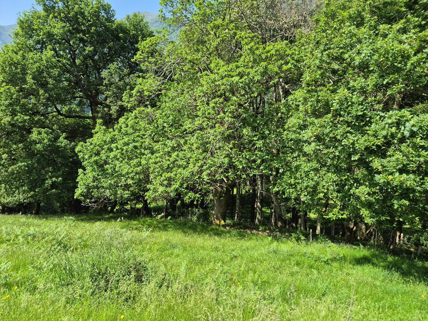 Casas o chalets-Venta-Las Navas del Marqués-1747628-Foto-42