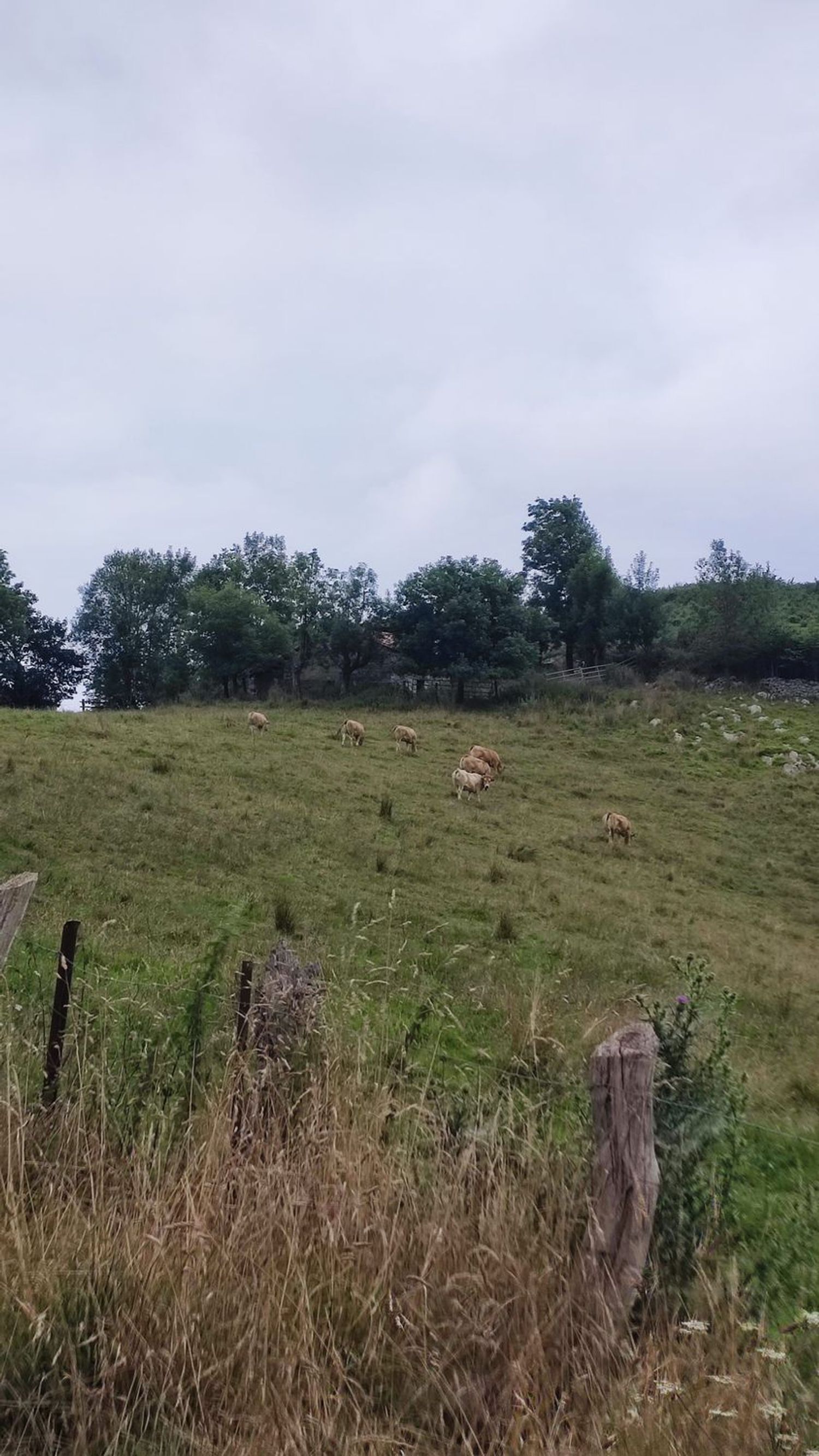 Casas o chalets-Venta-Parres-1766657-Foto-23