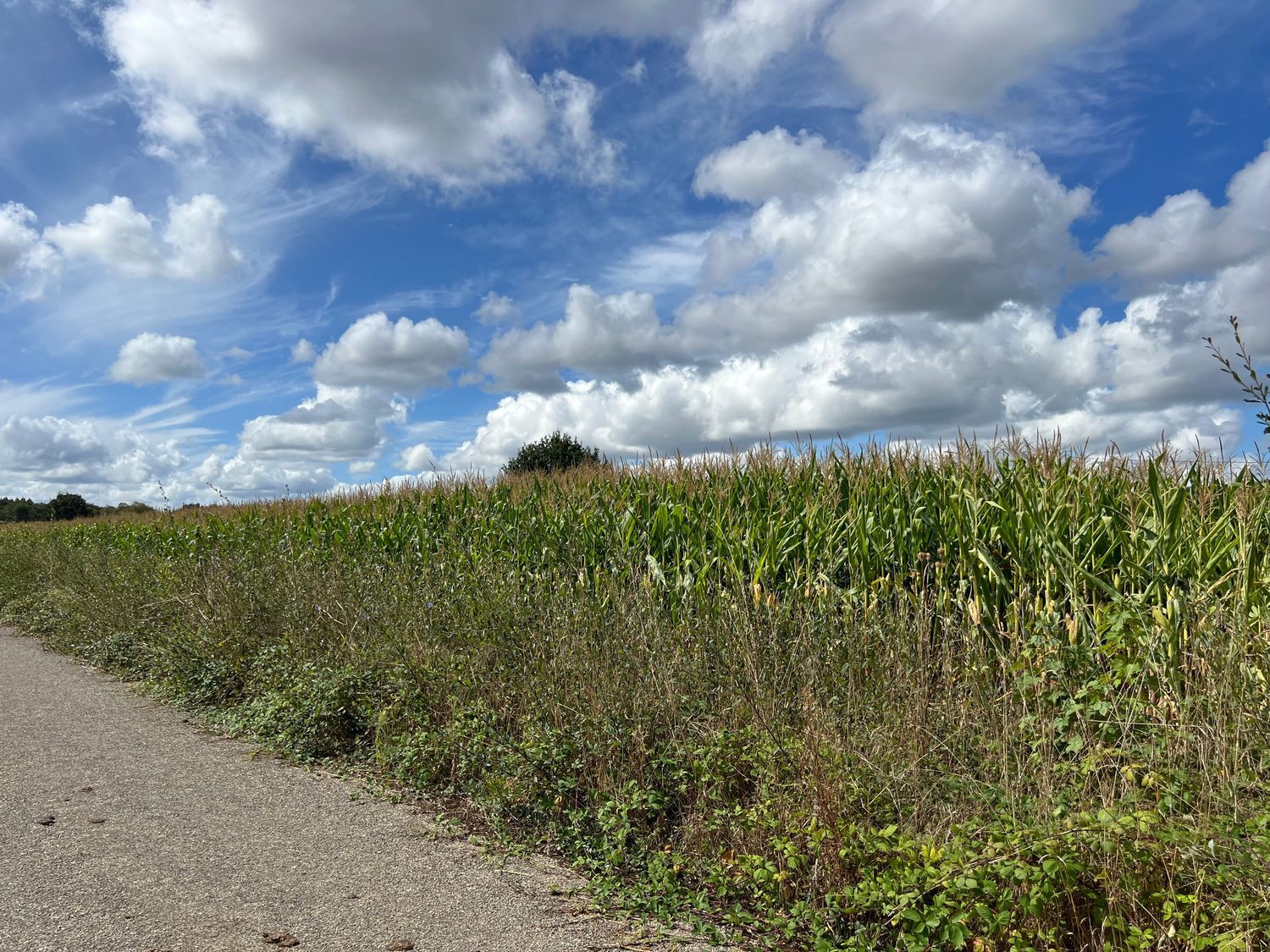 Casas o chalets-Venta-Cospeito-1845999-Foto-4