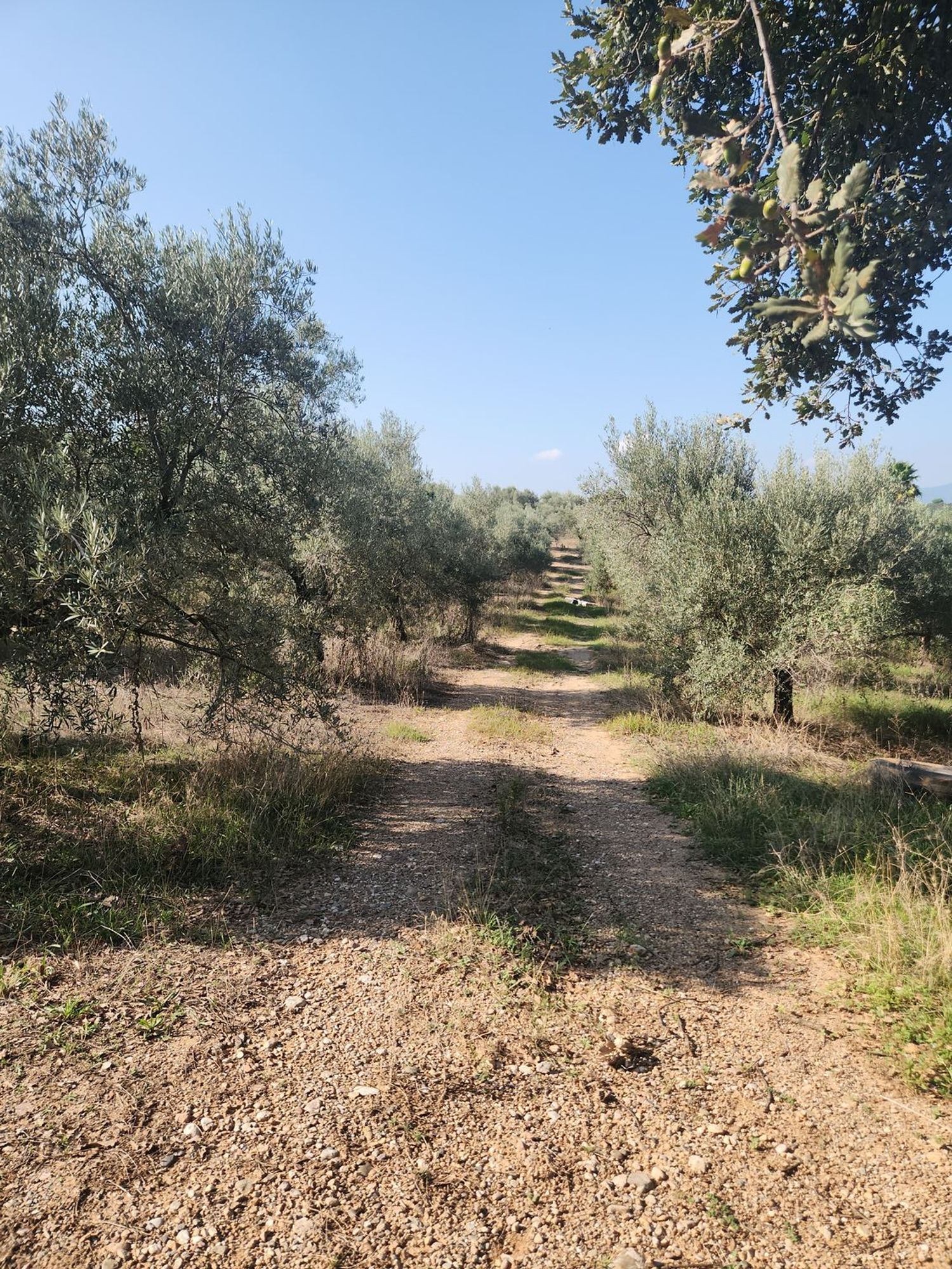 Fincas y solares-Venta-Polinyà-1833367-Foto-19