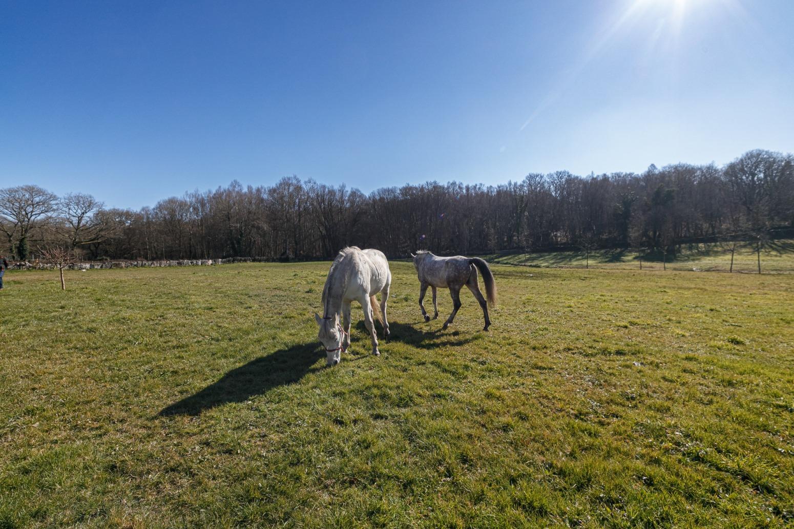 Casas o chalets-Venta-Friol-1022789-Foto-16