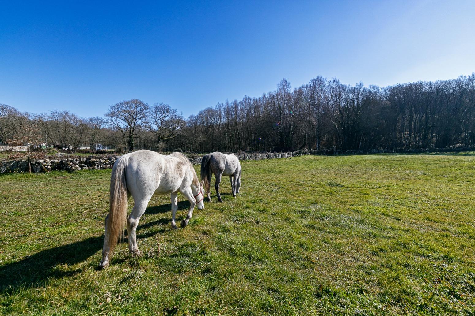 Casas o chalets-Venta-Friol-1022789-Foto-64