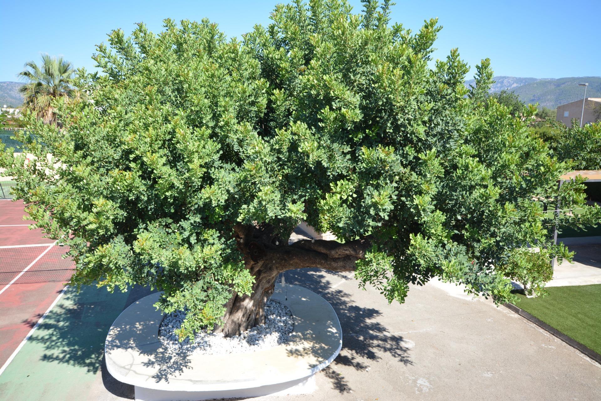 Casas o chalets-Venta-MarratxÃ­-1866080-Foto-3