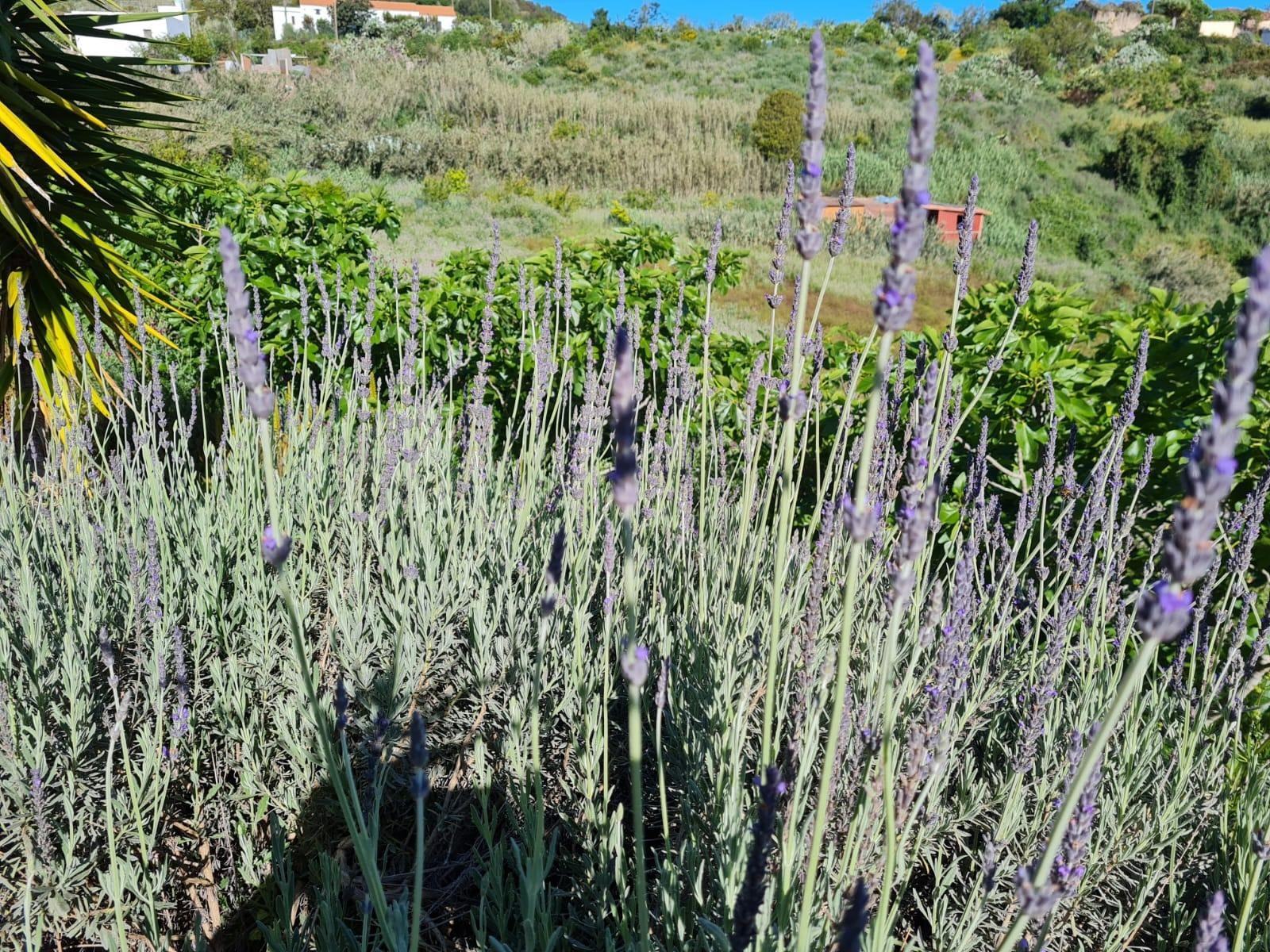 Casas o chalets-Venta-Moya-1876849-Foto-34