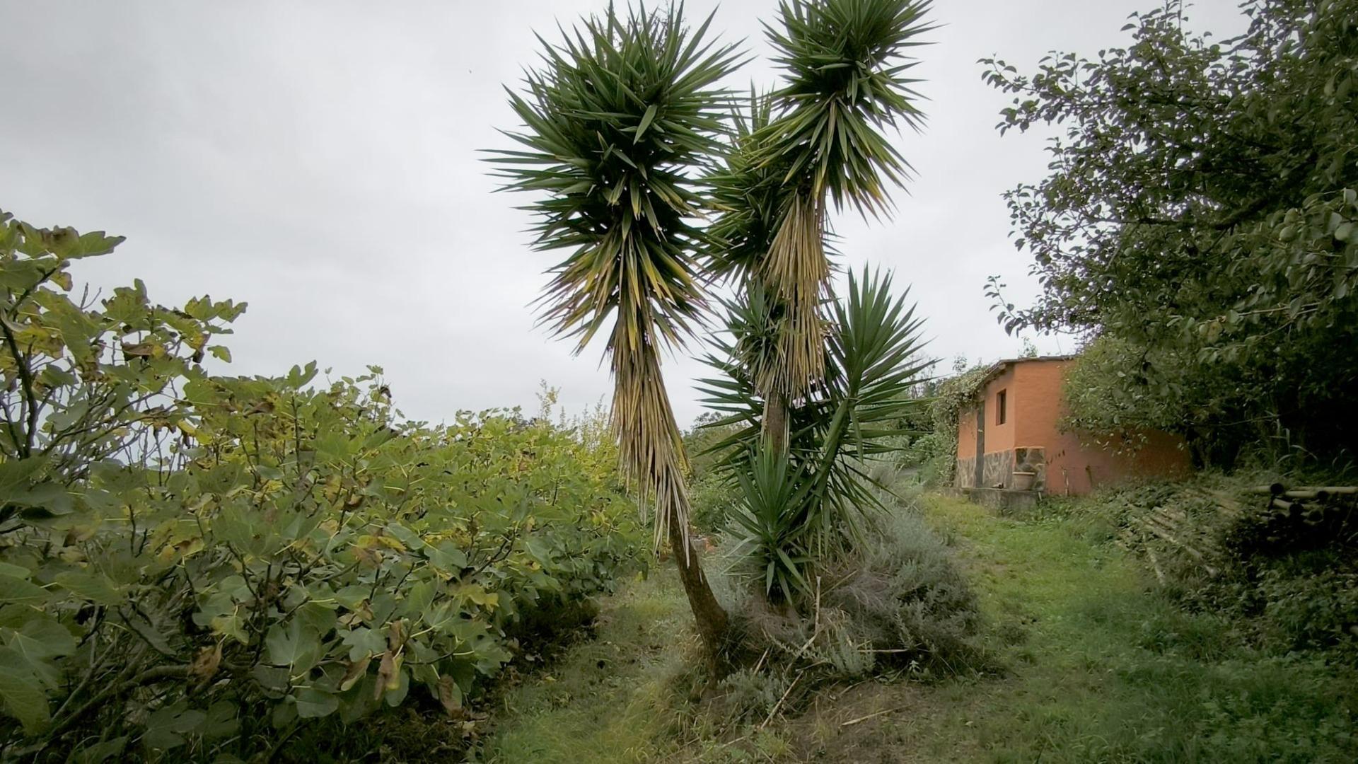 Casas o chalets-Venta-Moya-1876849-Foto-35