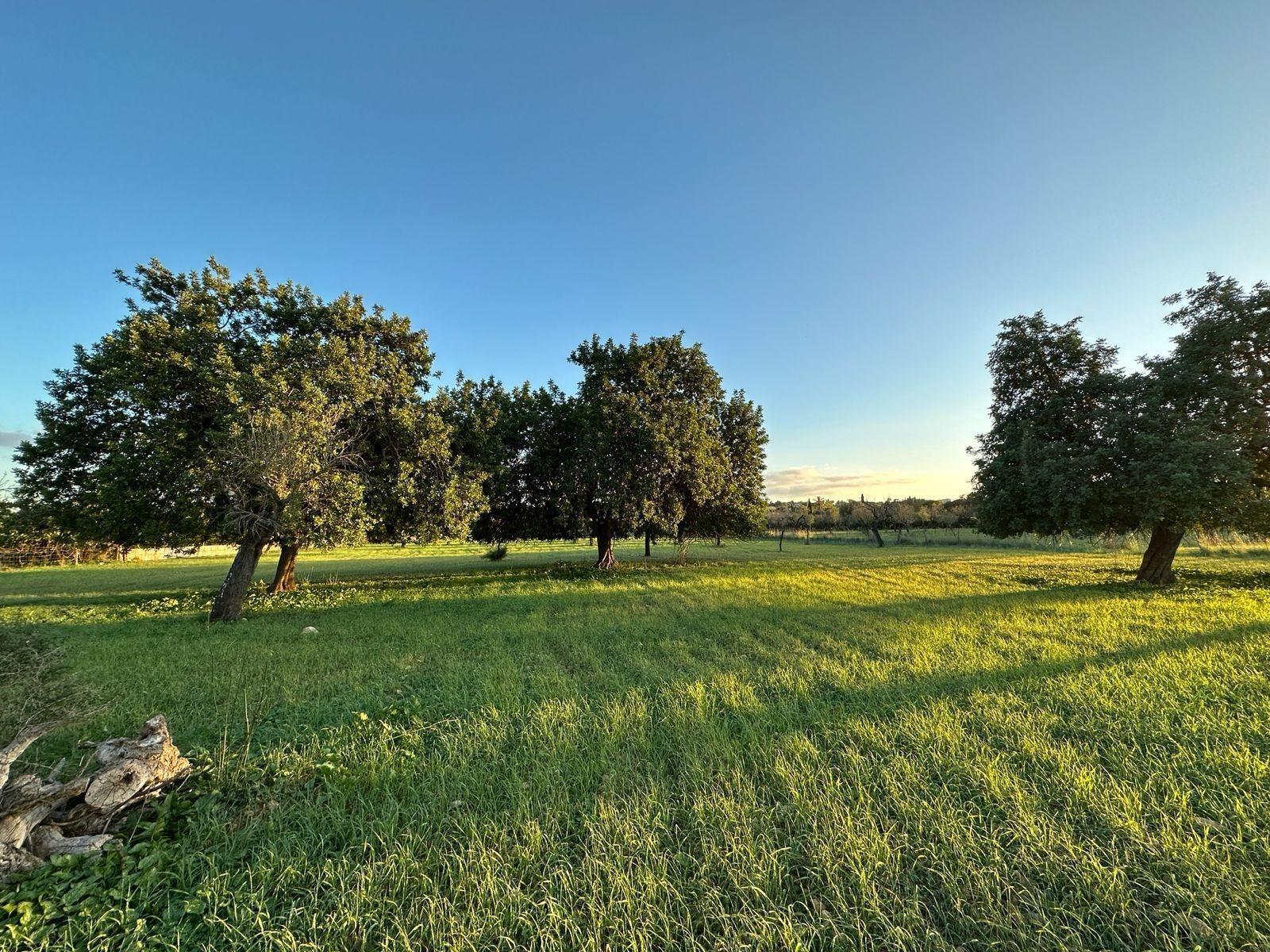 Fincas y solares-Venta-Selva-1840938-Foto-11