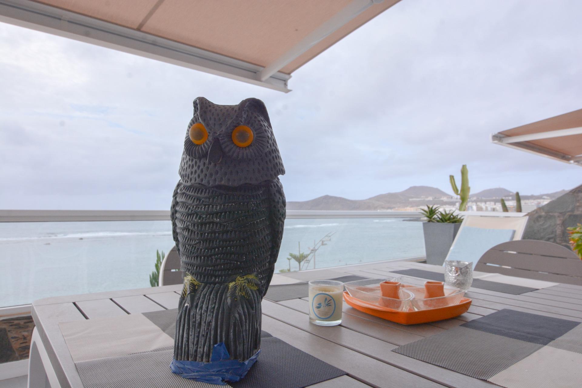 Pisos-Venta-Las Palmas de Gran Canaria-1884859-Foto-42