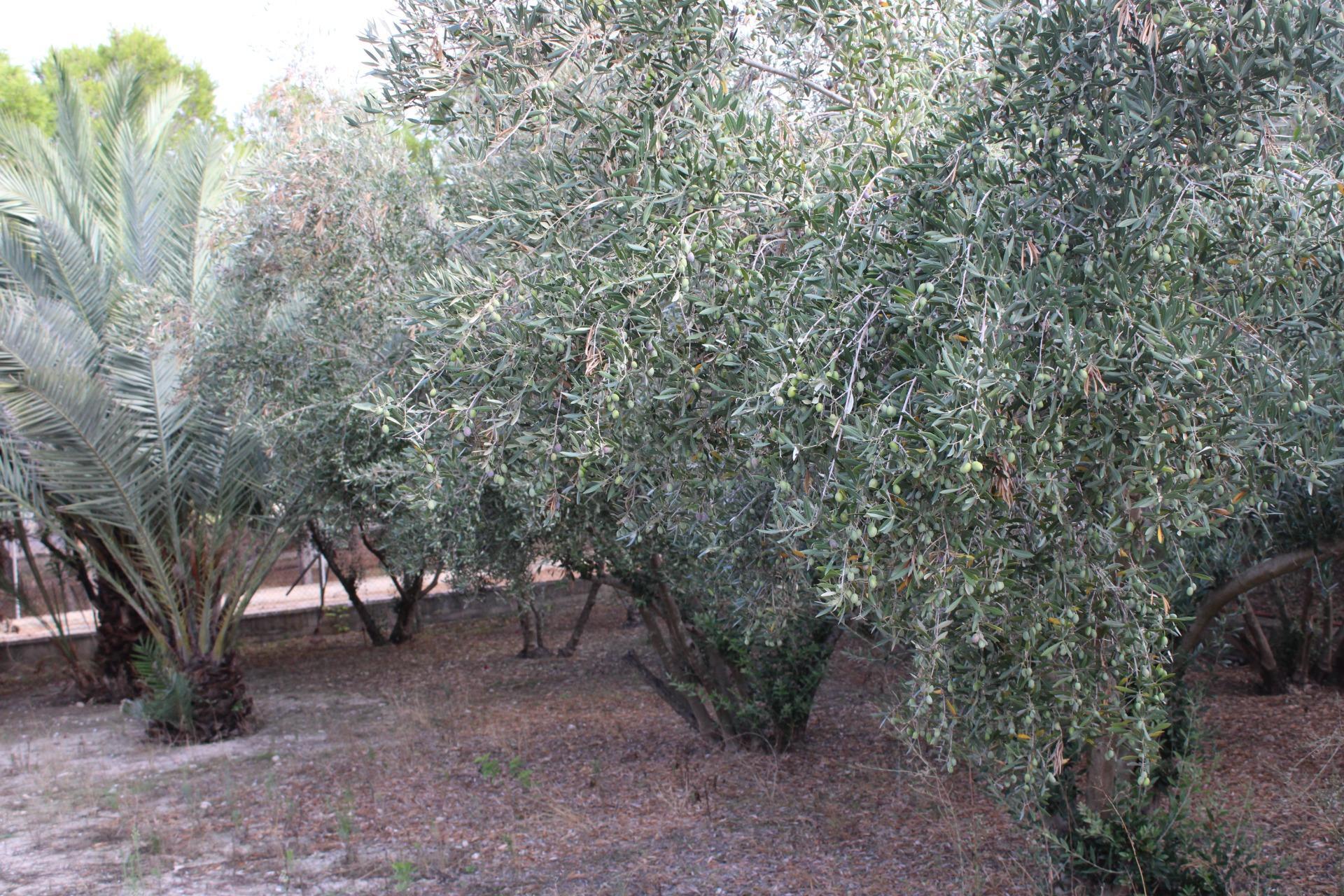 Suelo en venta, Molina de Segura, Murcia, Murcia