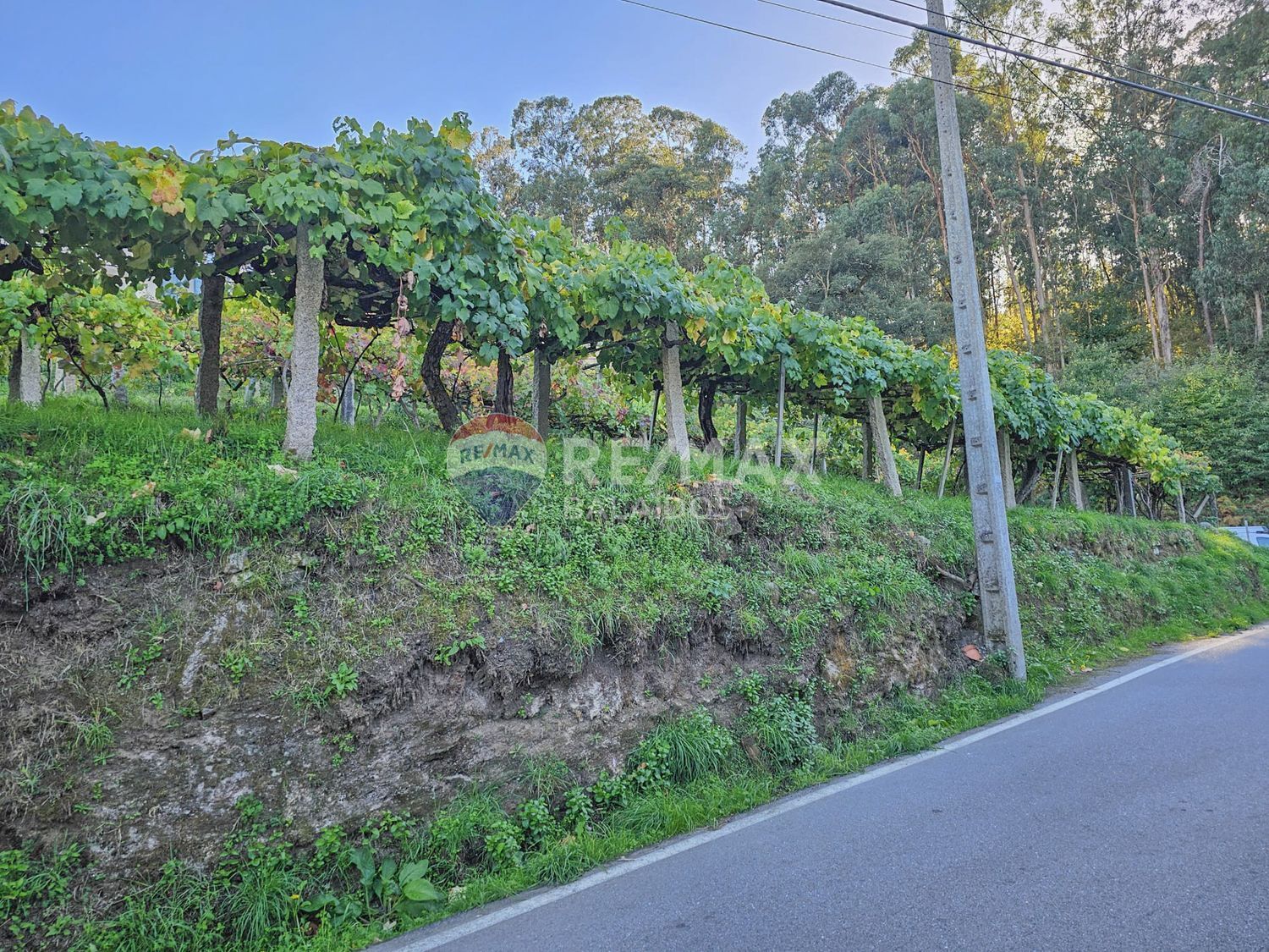 Plot in Vigo