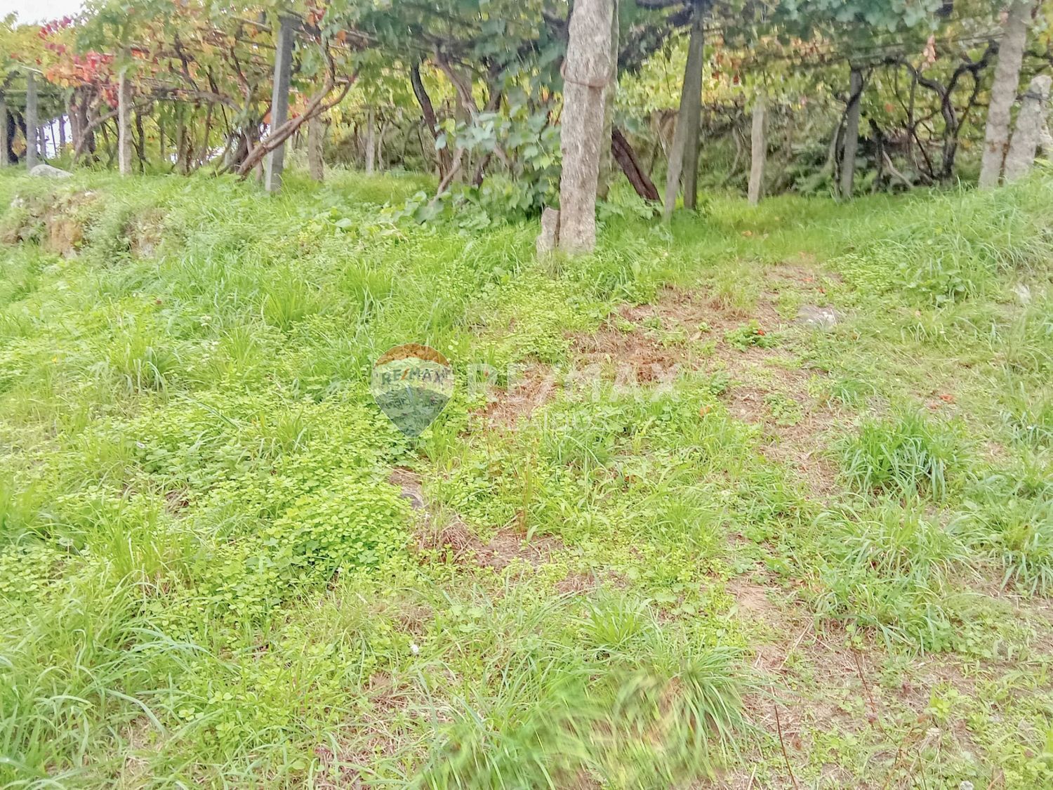 Plot in Vigo