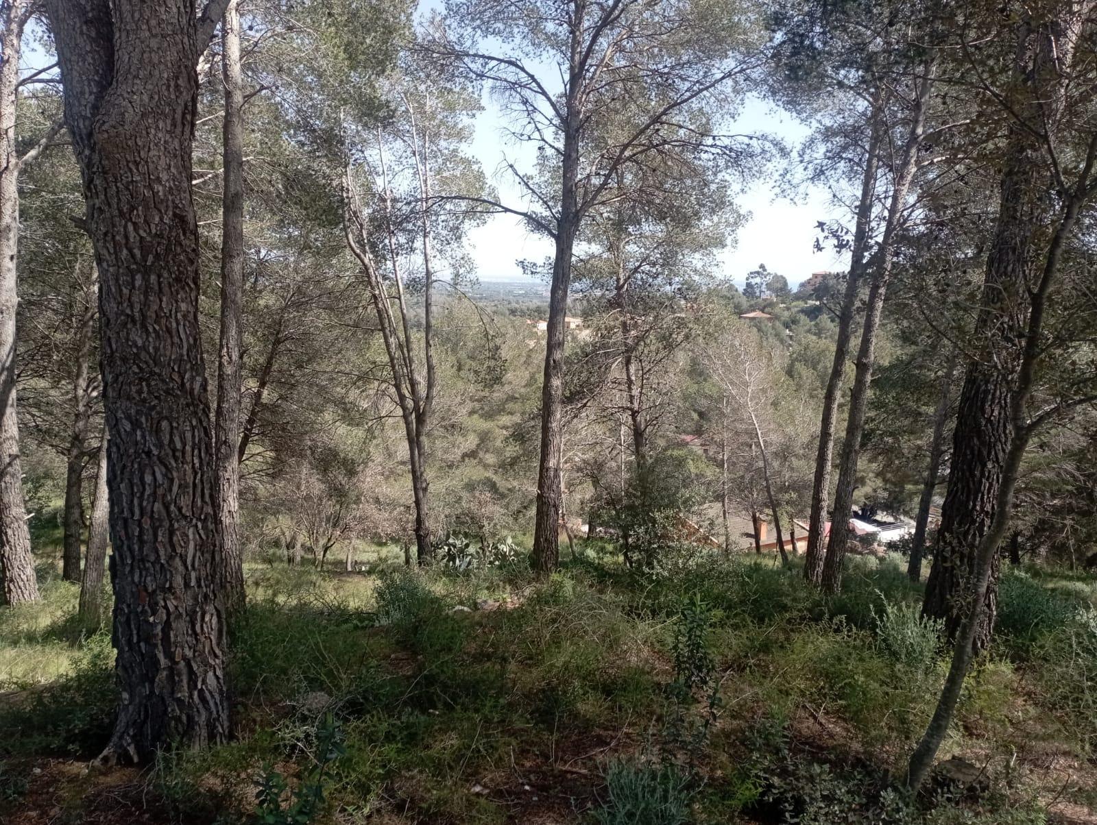 Fincas y solares-Venta-Riudecanyes-1886221-Foto-2
