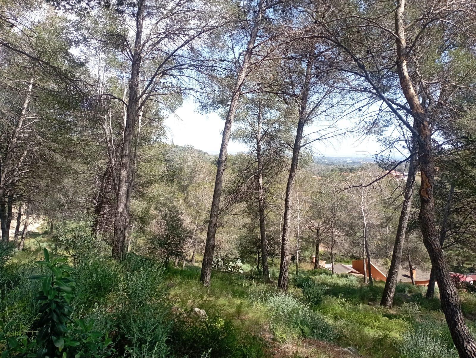 Fincas y solares-Venta-Riudecanyes-1886221-Foto-3