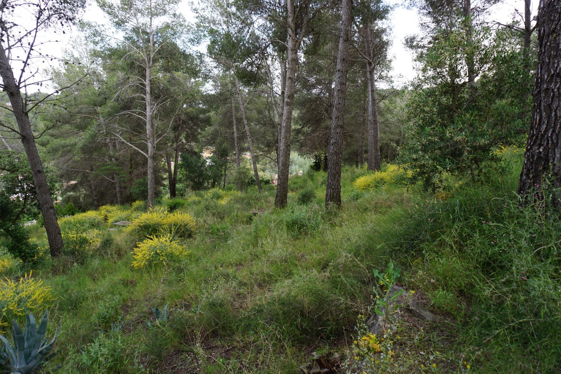 Fincas y solares-Venta-Riudecanyes-1886221-Foto-7
