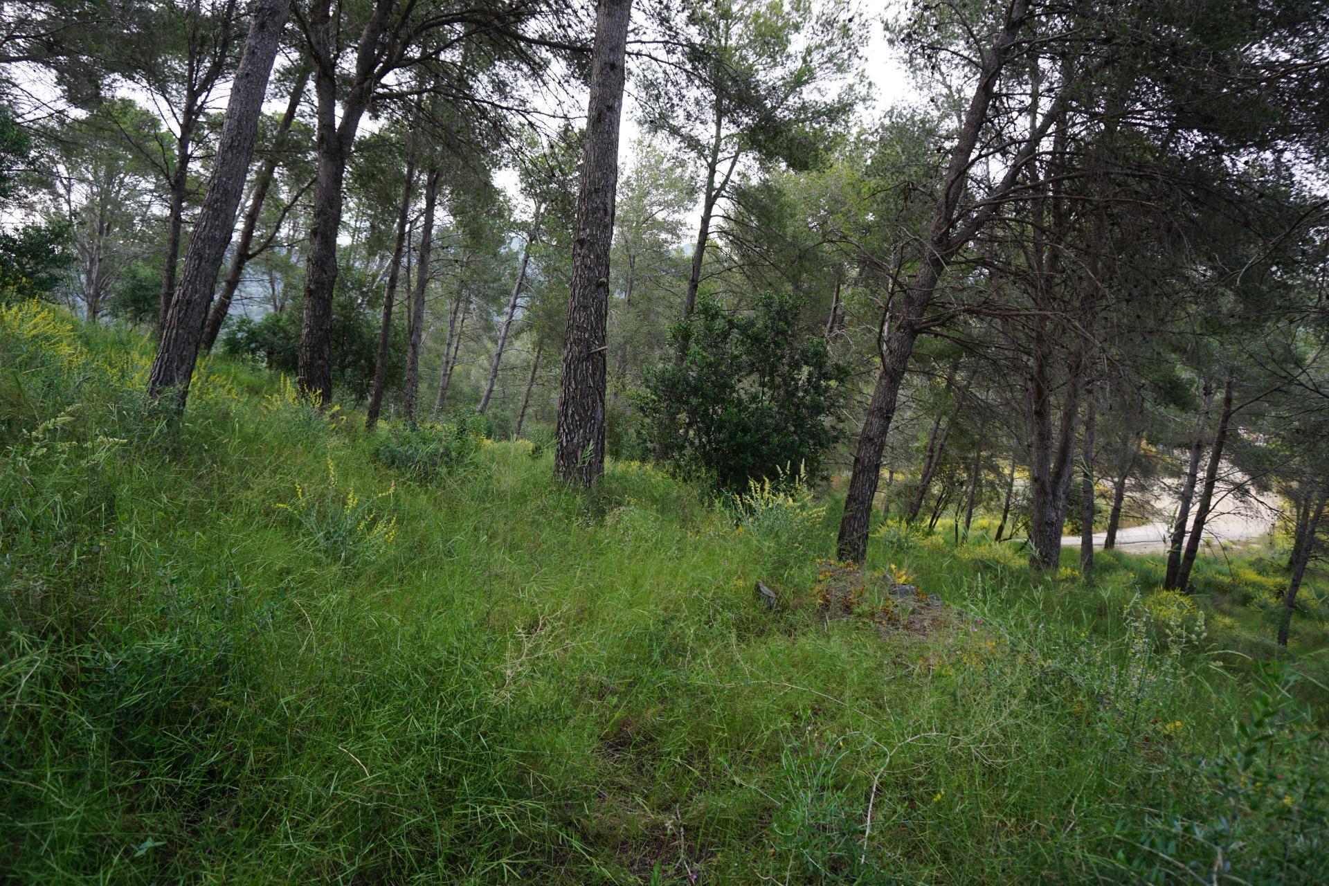 Fincas y solares-Venta-Riudecanyes-1886221-Foto-9