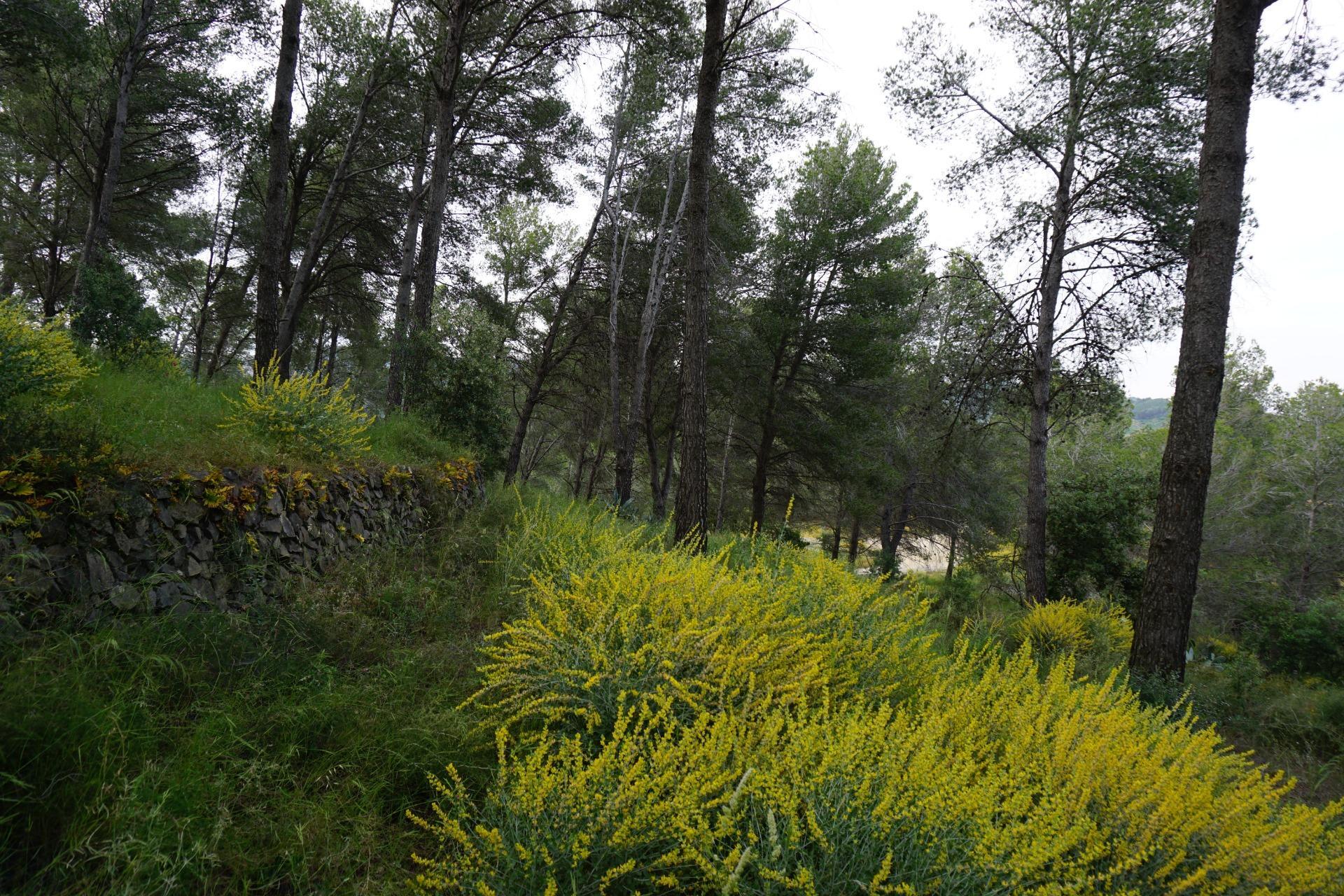Fincas y solares-Venta-Riudecanyes-1886221-Foto-13