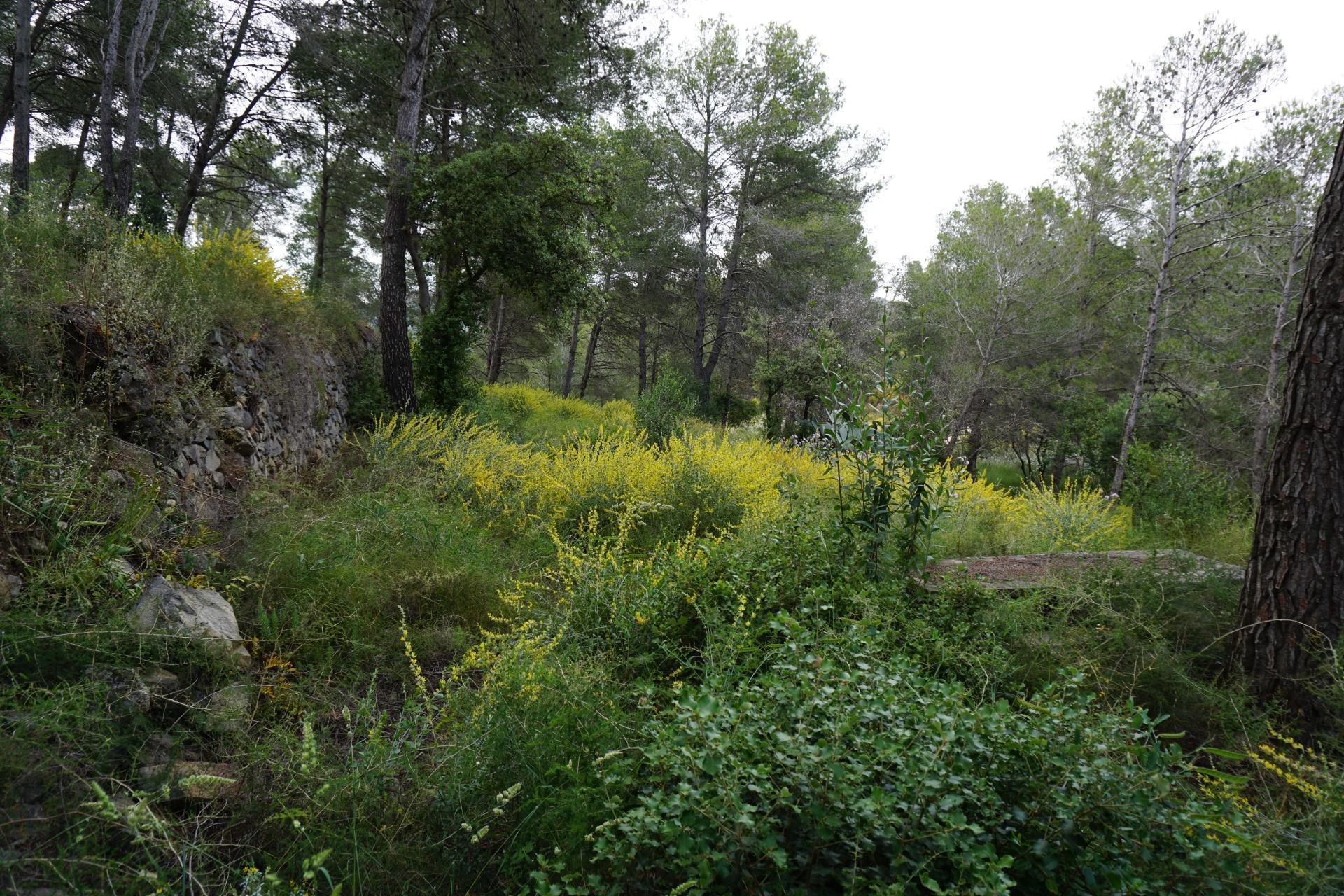 Fincas y solares-Venta-Riudecanyes-1886221-Foto-15
