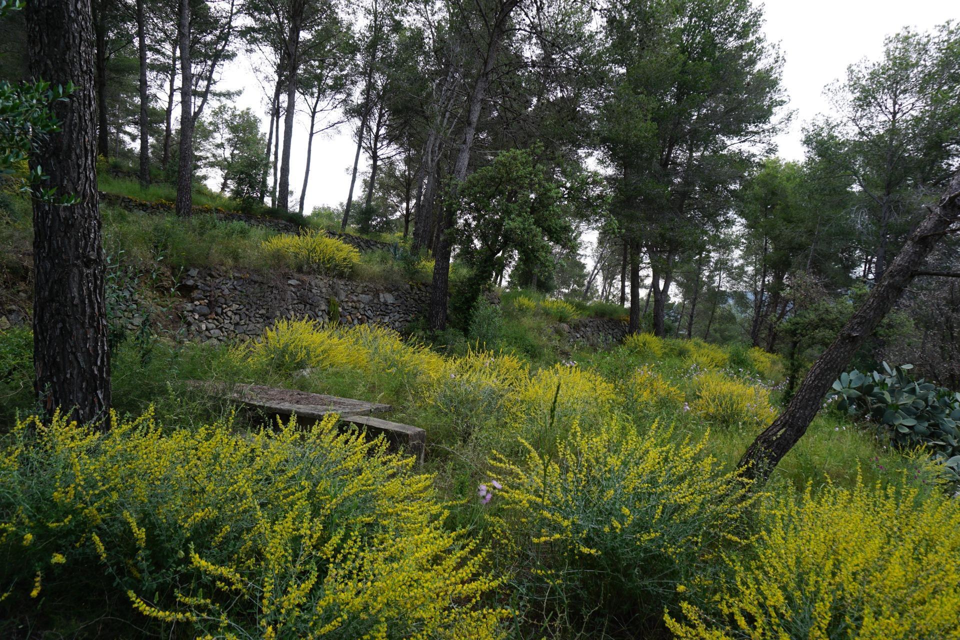 Fincas y solares-Venta-Riudecanyes-1886221-Foto-16