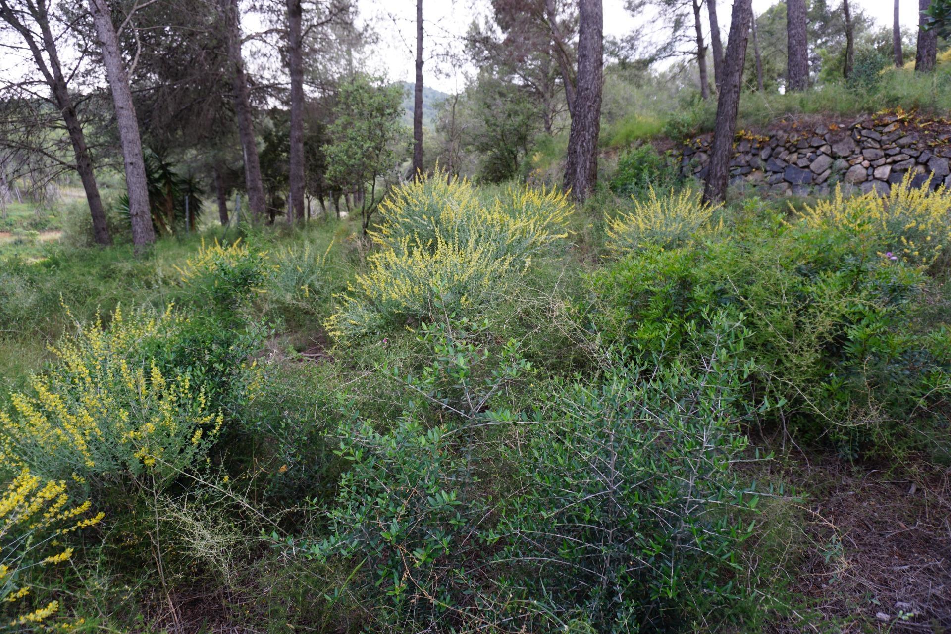 Fincas y solares-Venta-Riudecanyes-1886221-Foto-21