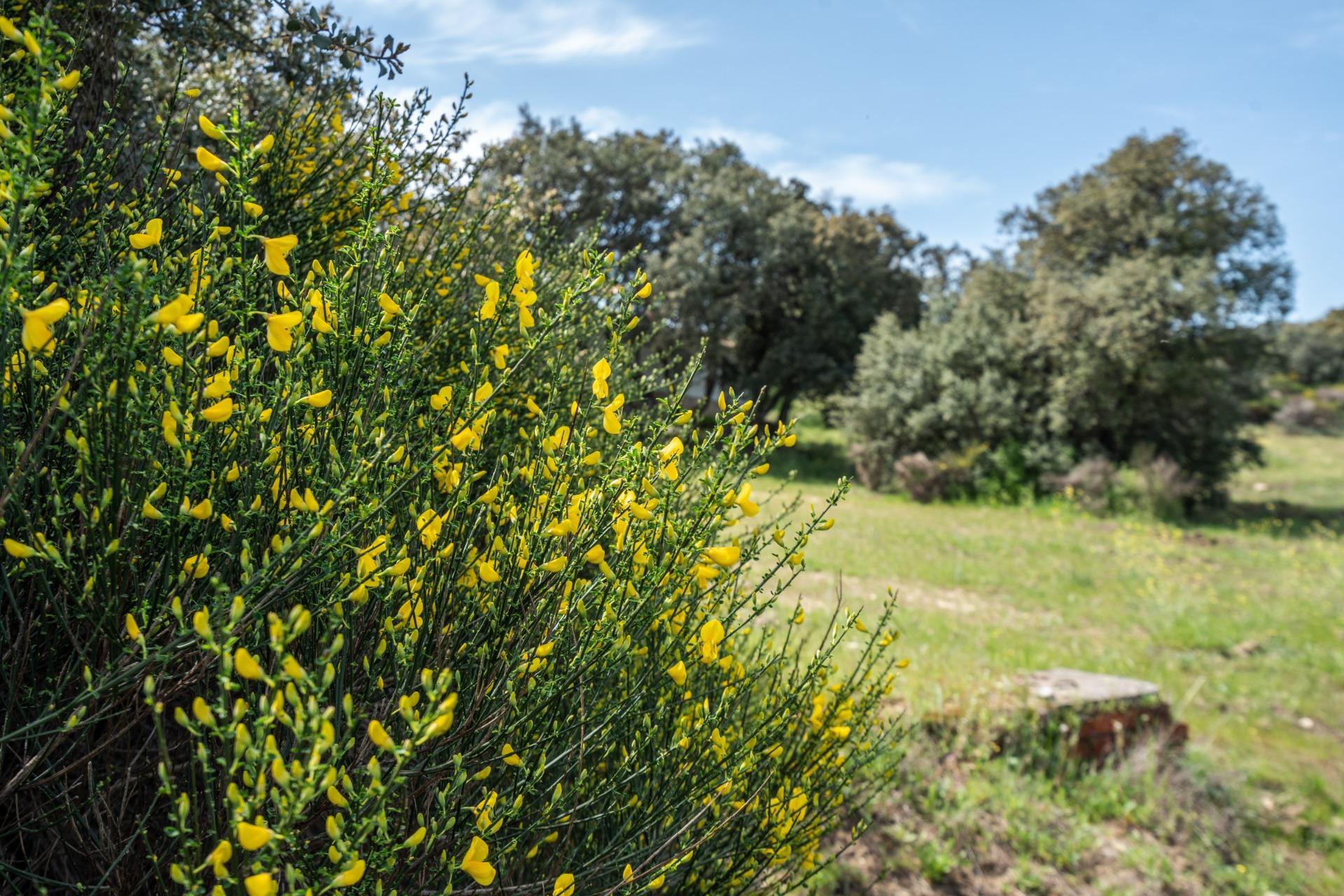 FINCA RÚSTICA EXCEPCIONAL A 1 HORA DE MADRID ? NATURALEZA, ENCANTO Y POTENCIAL EN ALMOROX Se venden
