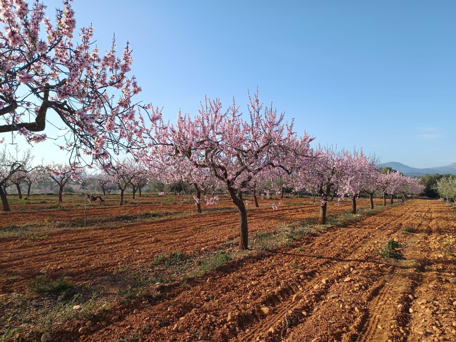 Fincas y solares-Venta-Vall d