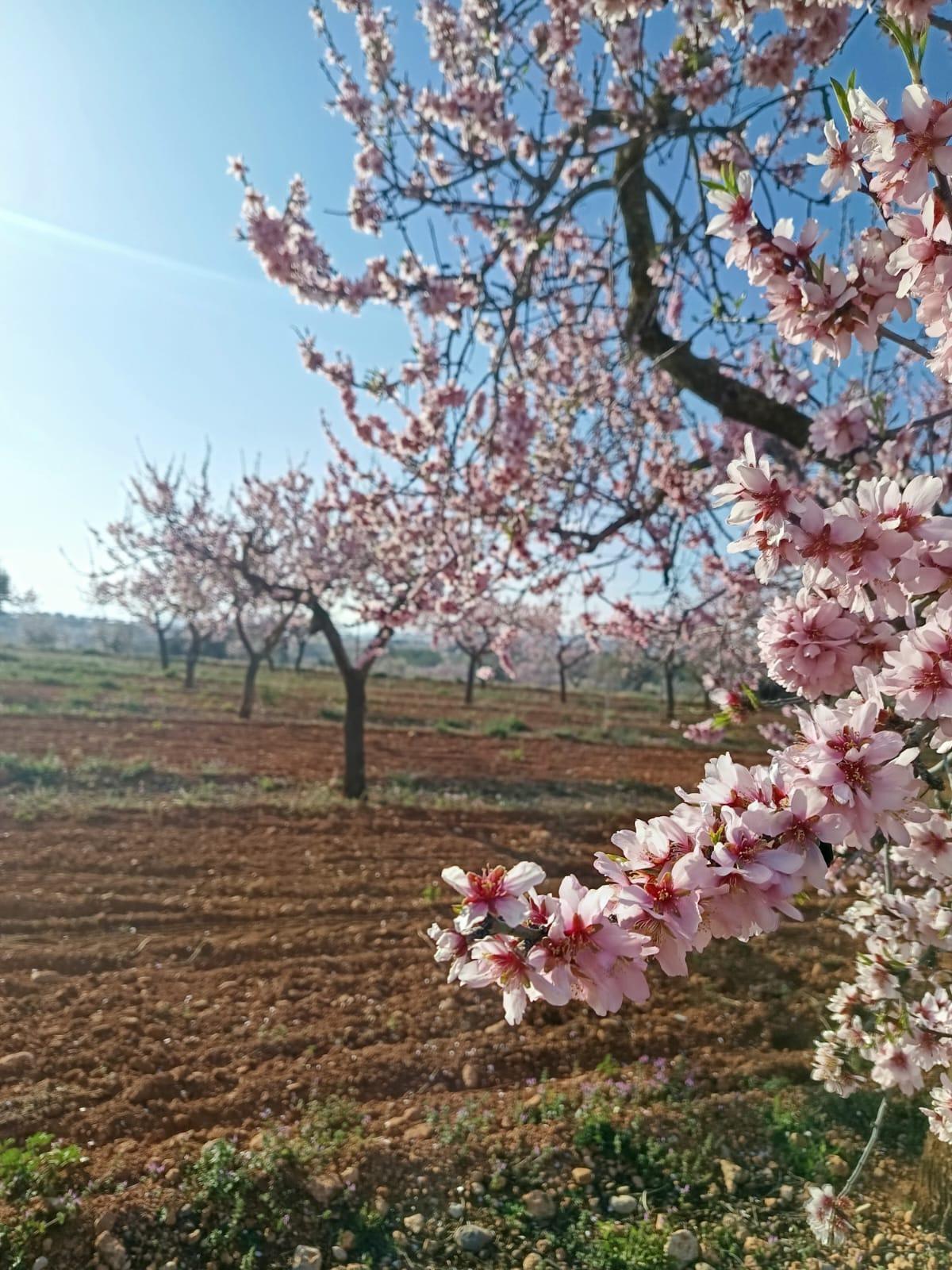 Fincas y solares-Venta-Vall d