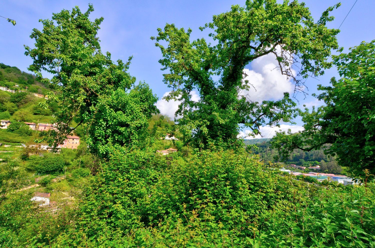 Casas o chalets-Venta-San MartÃ­n del Rey Aurelio-1731775-Foto-45