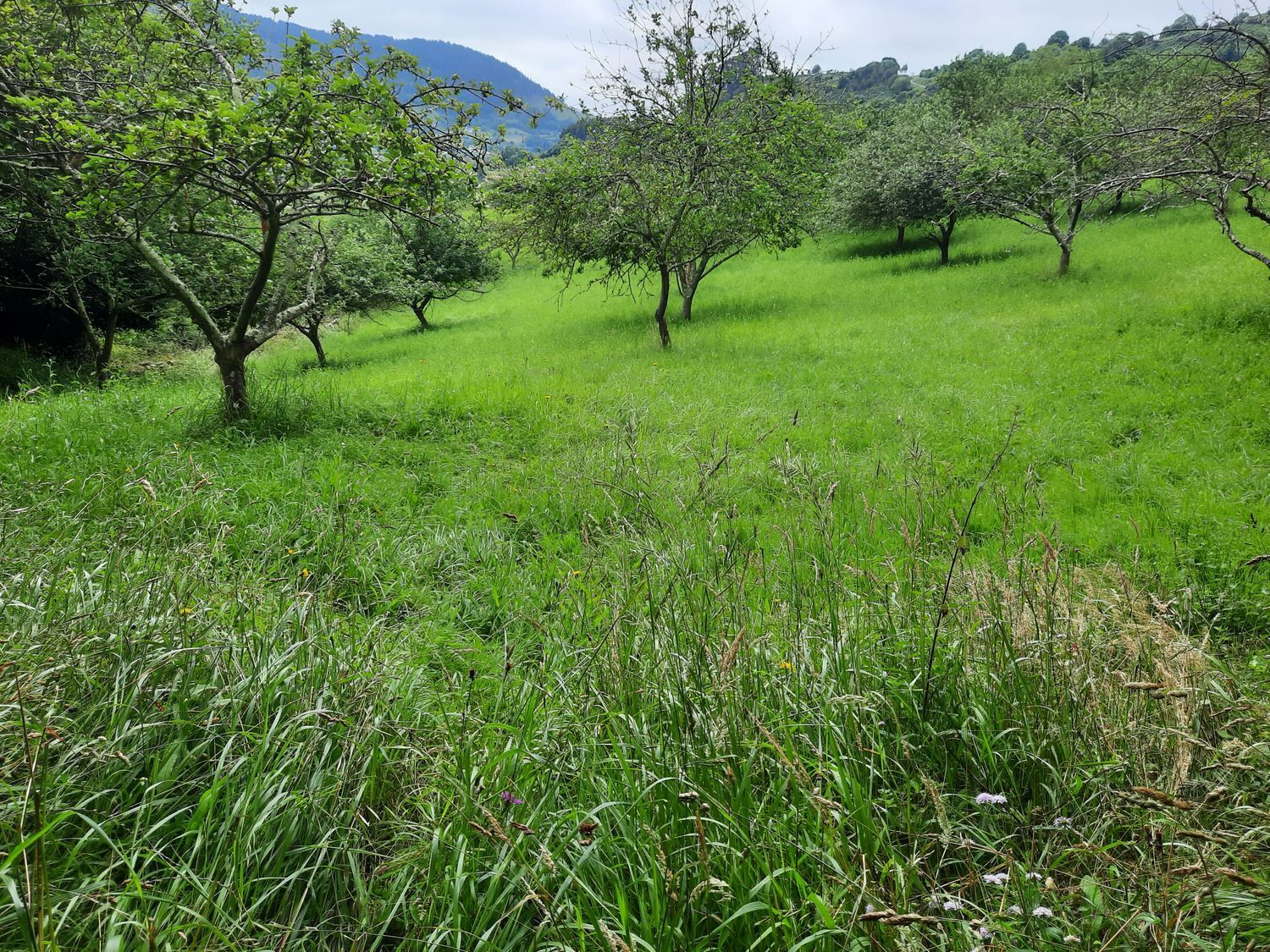 Propiedad en venta en Asturias, Gijón