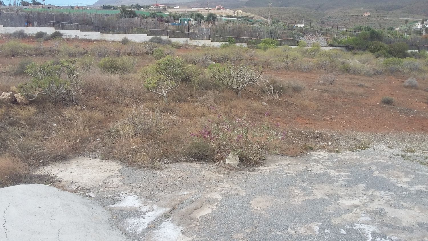 Plot in Ingenio