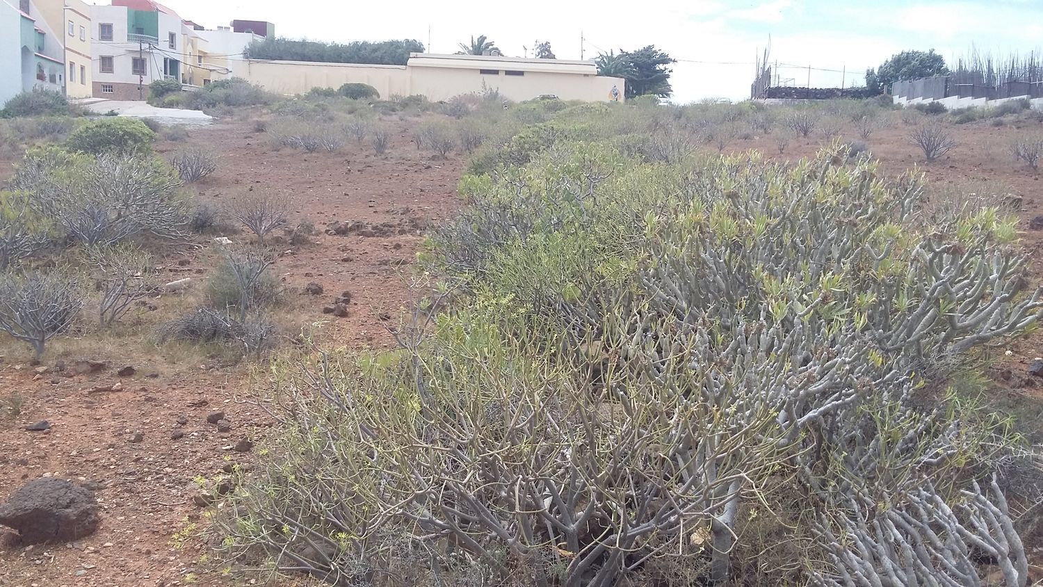 Plot in Ingenio