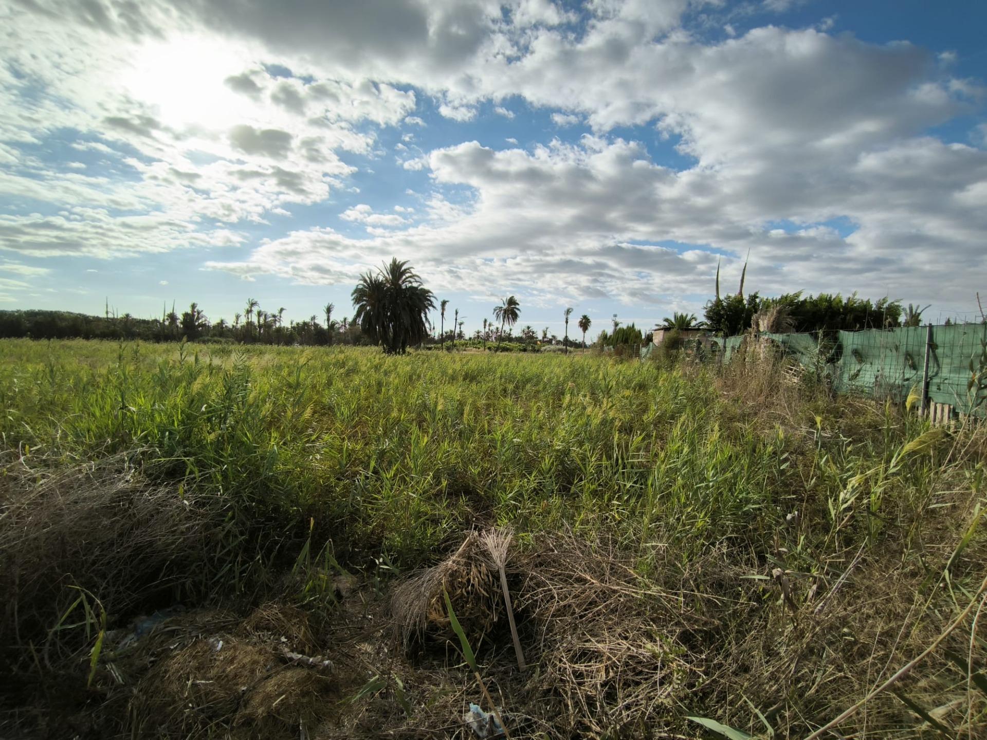 Fincas y solares-Venta-Elche-1888628-Foto-8