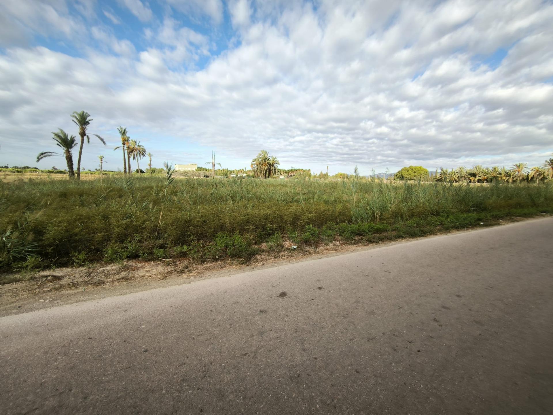 Fincas y solares-Venta-Elche-1888628-Foto-17