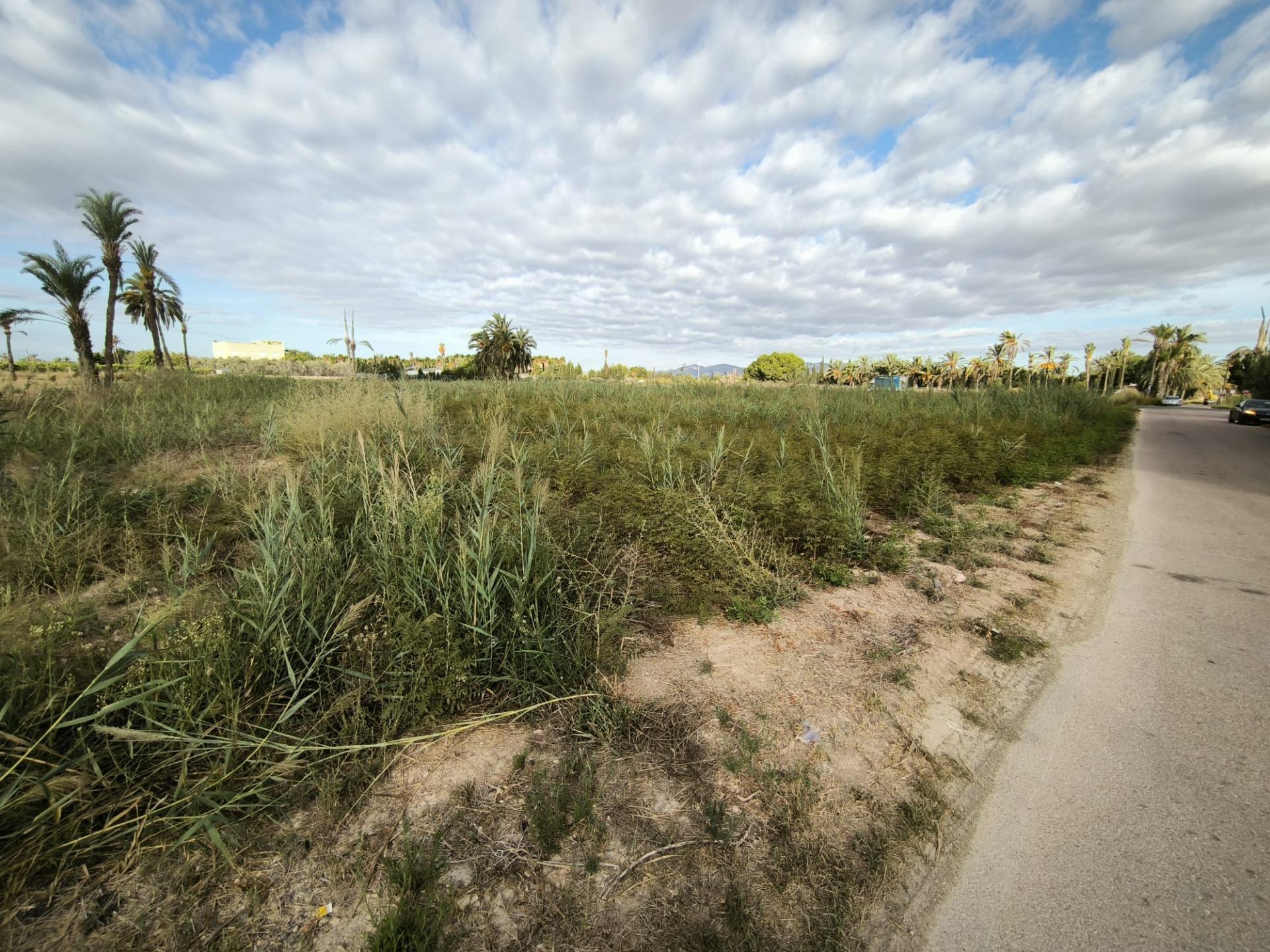Fincas y solares-Venta-Elche-1888628-Foto-21