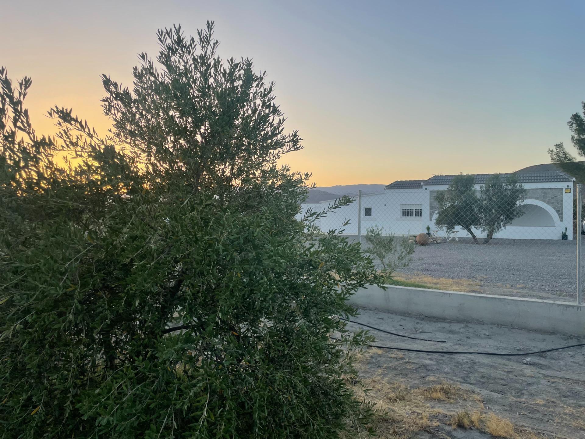 Pisos-Venta-Tabernas-1841816-Foto-52