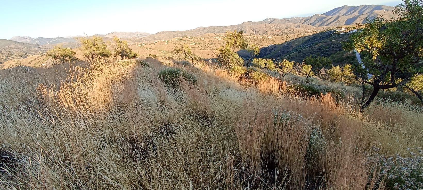 Plot in Sedella