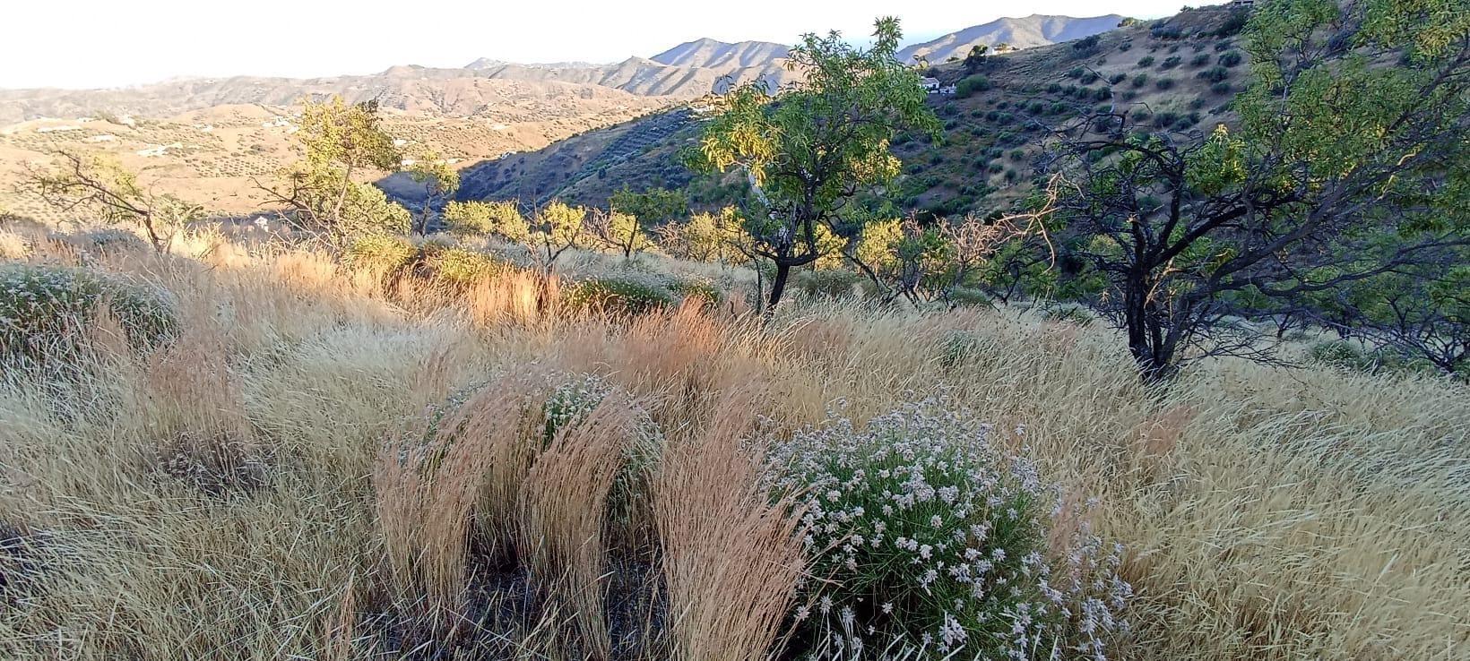 Plot in Sedella