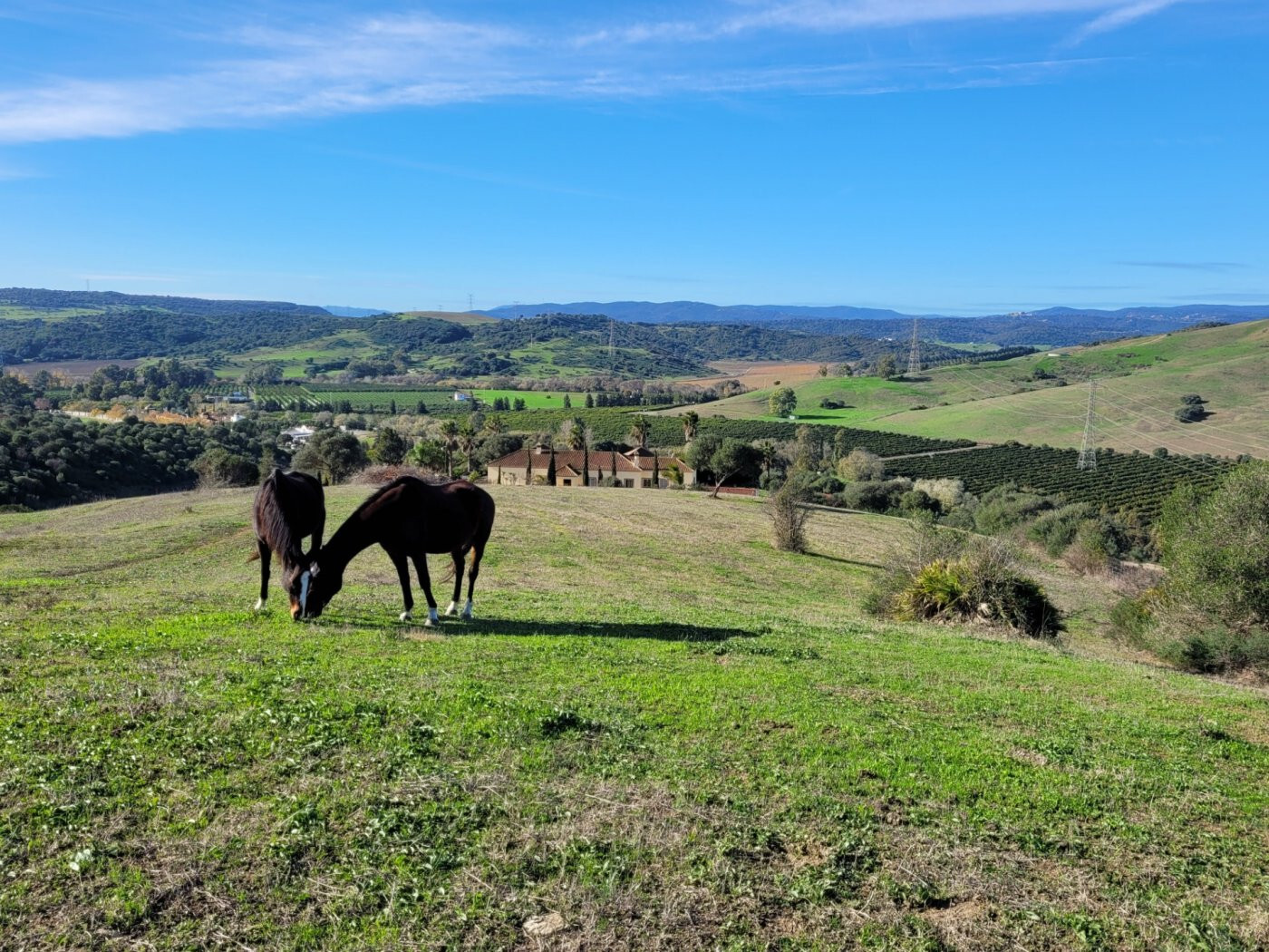 Casas o chalets-Venta-San Martin del Tesorillo-1832517-Foto-16