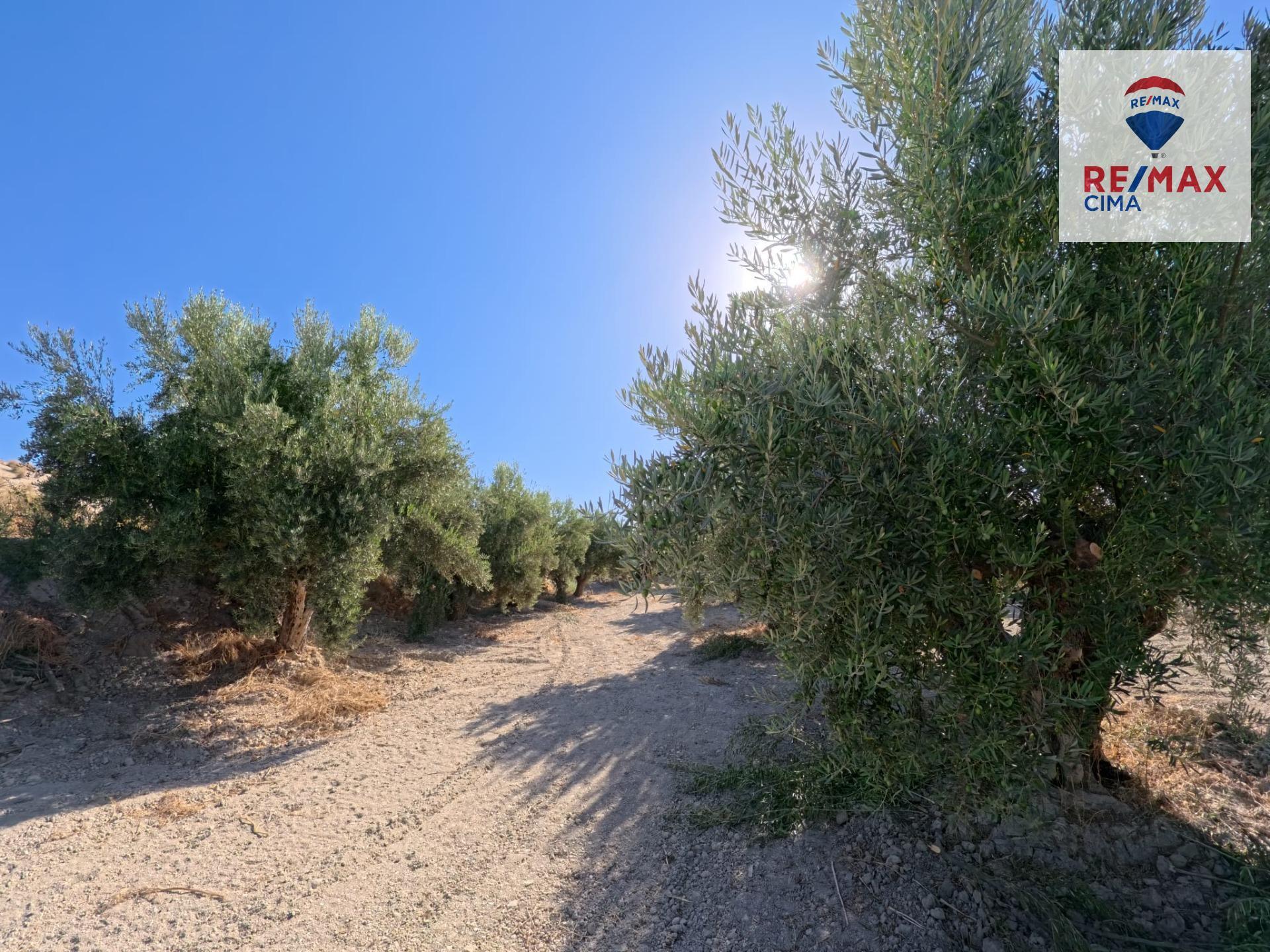 Pisos-Venta-Benamaurel-1900463-Foto-29