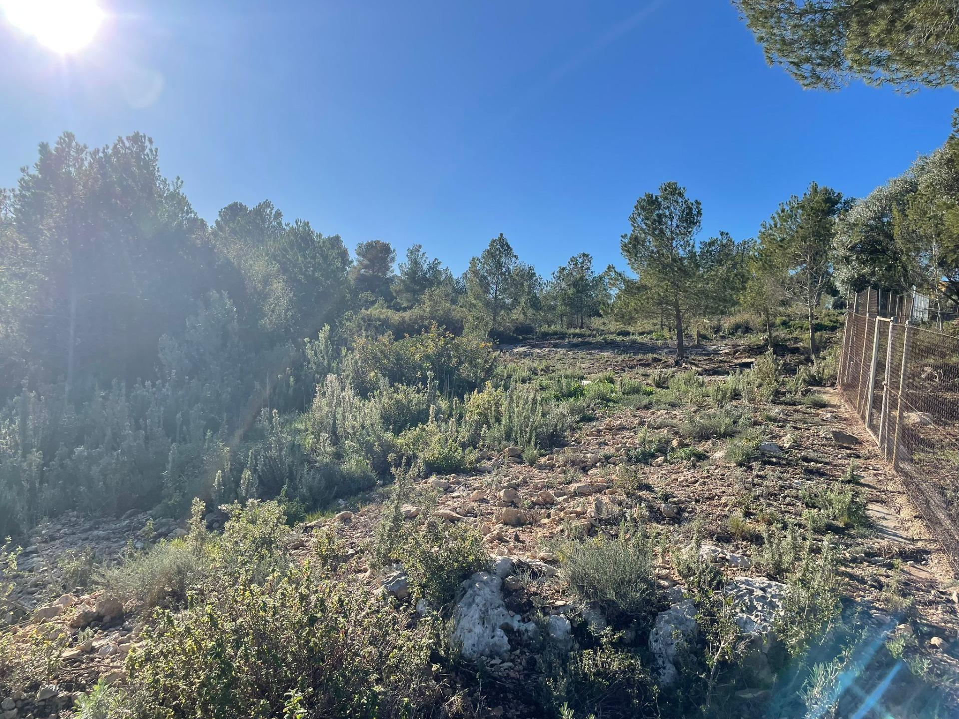 Plot in Godelleta