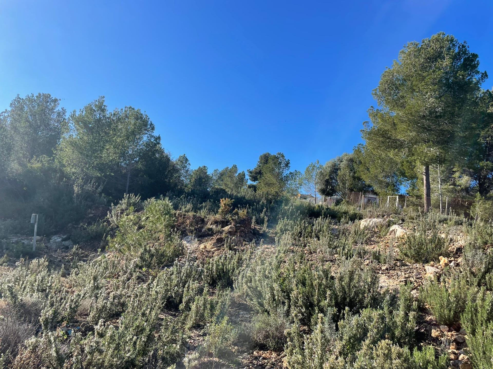 Plot in Godelleta
