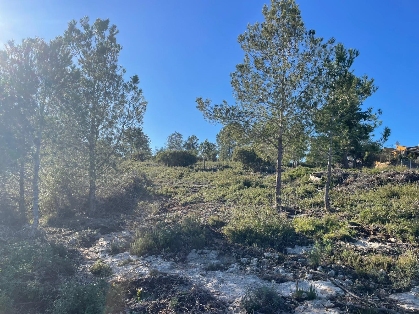 Plot in Godelleta