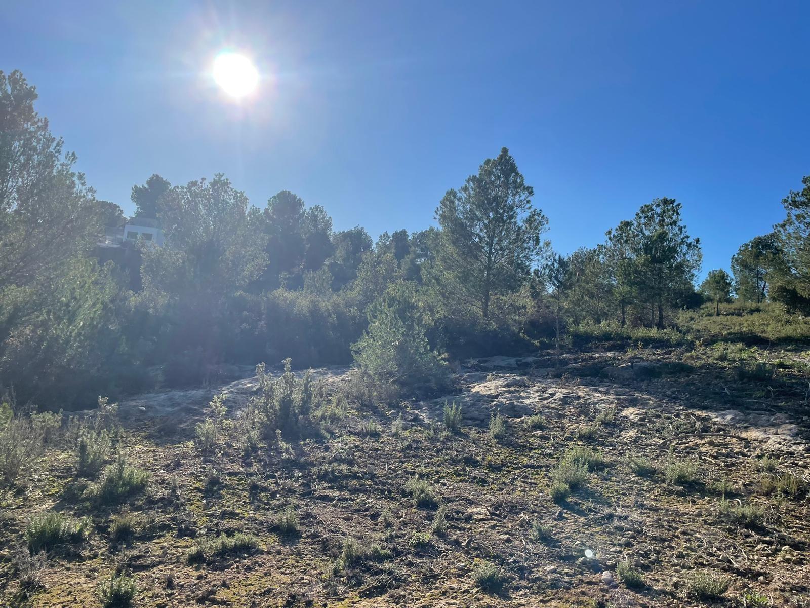 Plot in Godelleta