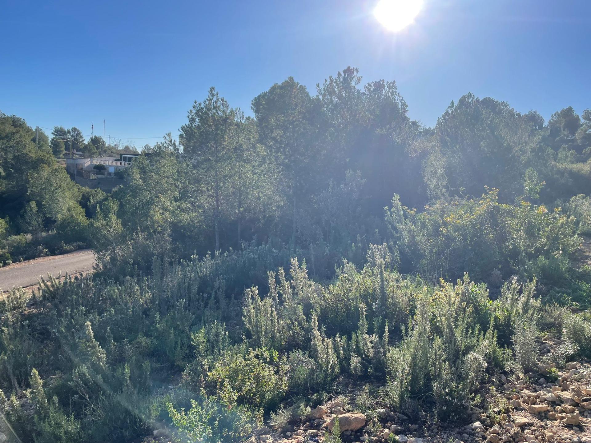 Plot in Godelleta