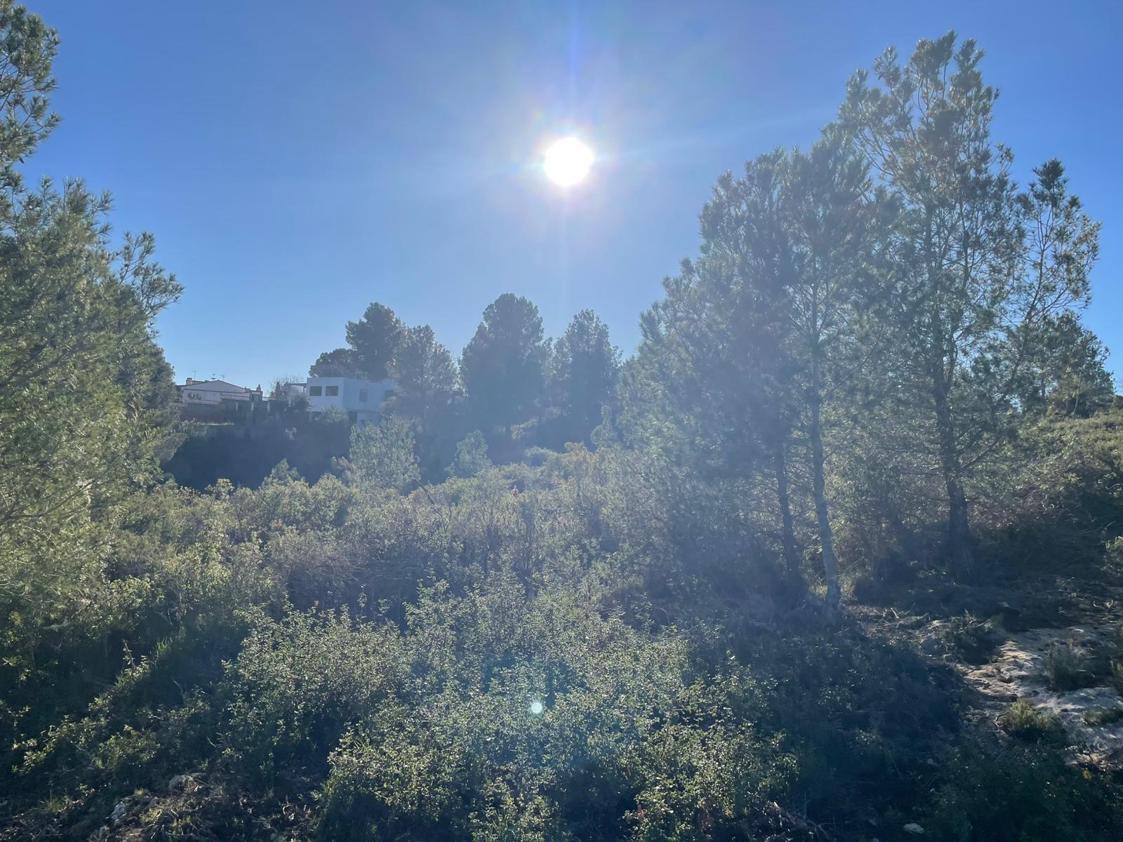 Plot in Godelleta
