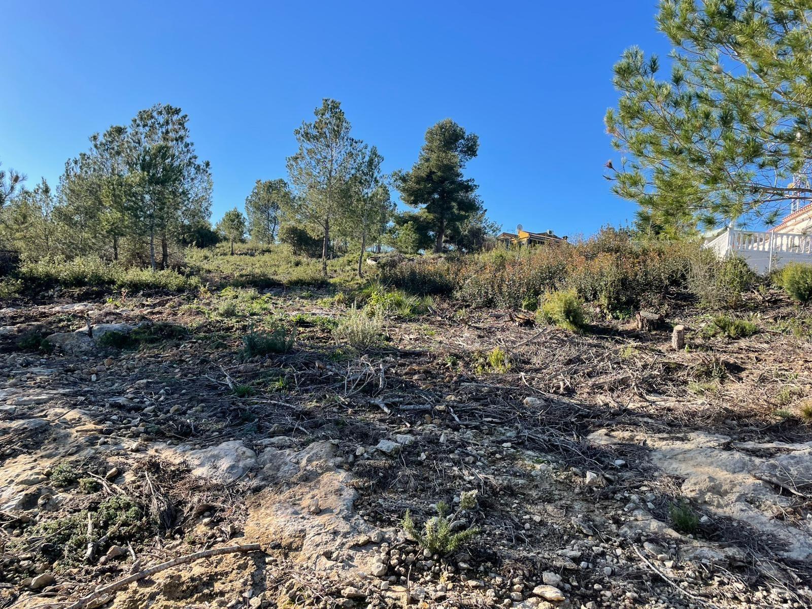 Plot in Godelleta