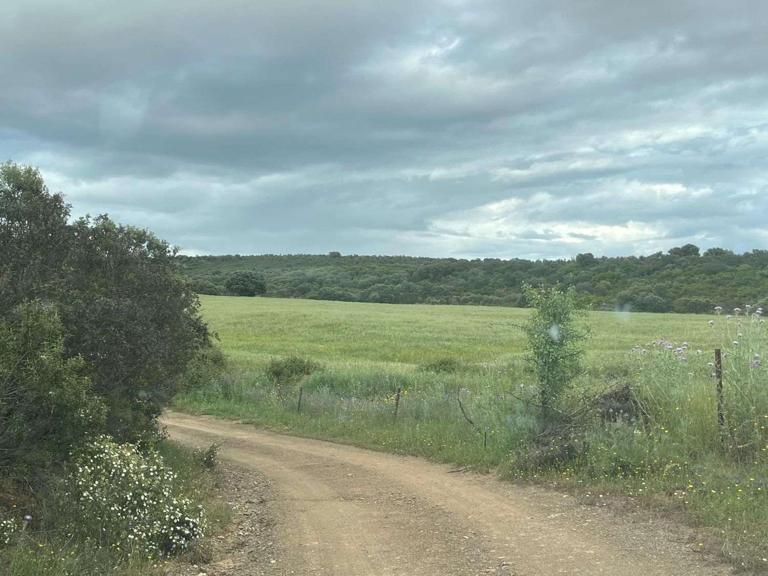 Fincas y solares-Venta-ChillÃ³n-1507555-Foto-10