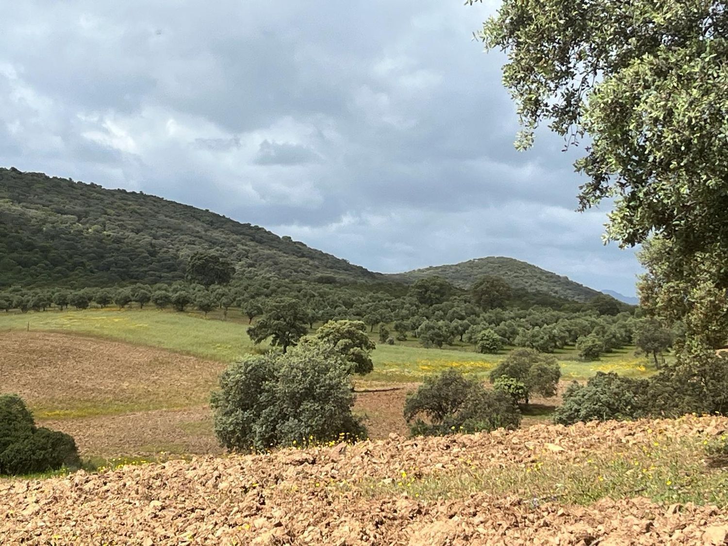 Fincas y solares-Venta-ChillÃ³n-1507555-Foto-19