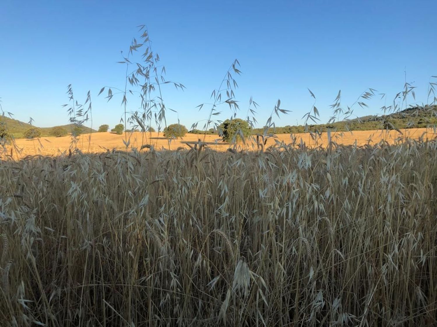 Fincas y solares-Venta-ChillÃ³n-1507555-Foto-24