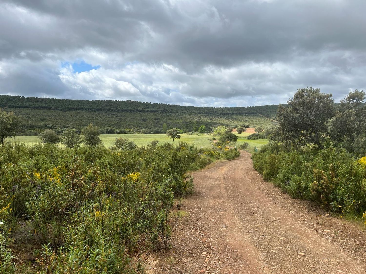 Fincas y solares-Venta-ChillÃ³n-1507555-Foto-26