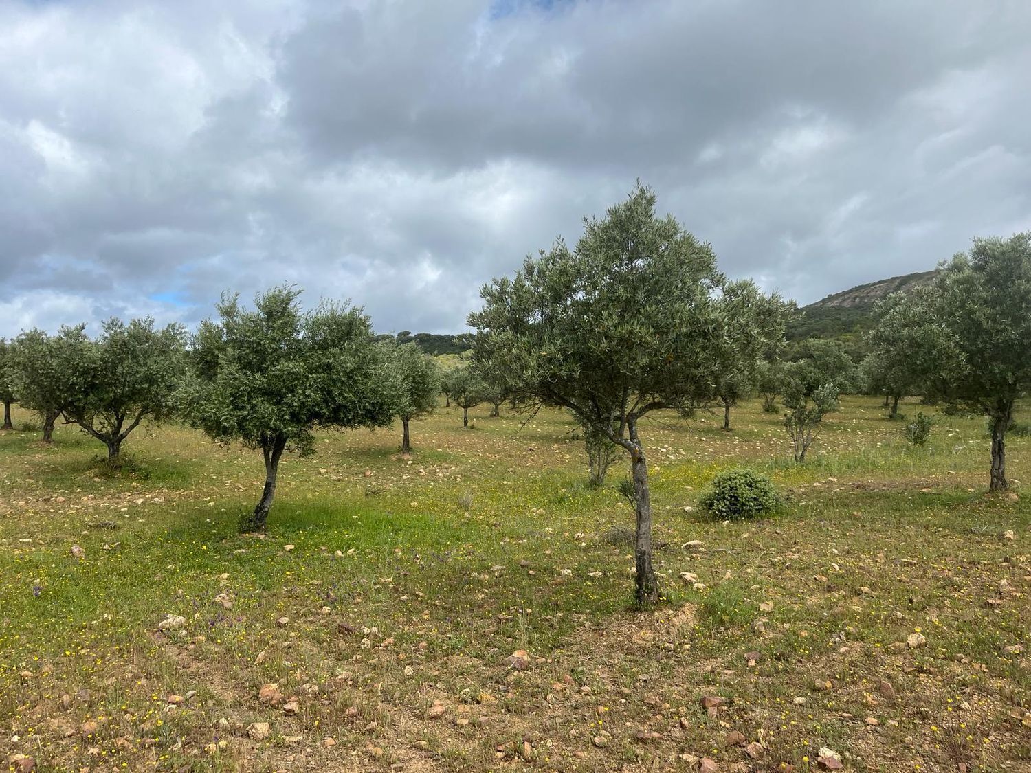 Fincas y solares-Venta-ChillÃ³n-1507555-Foto-30