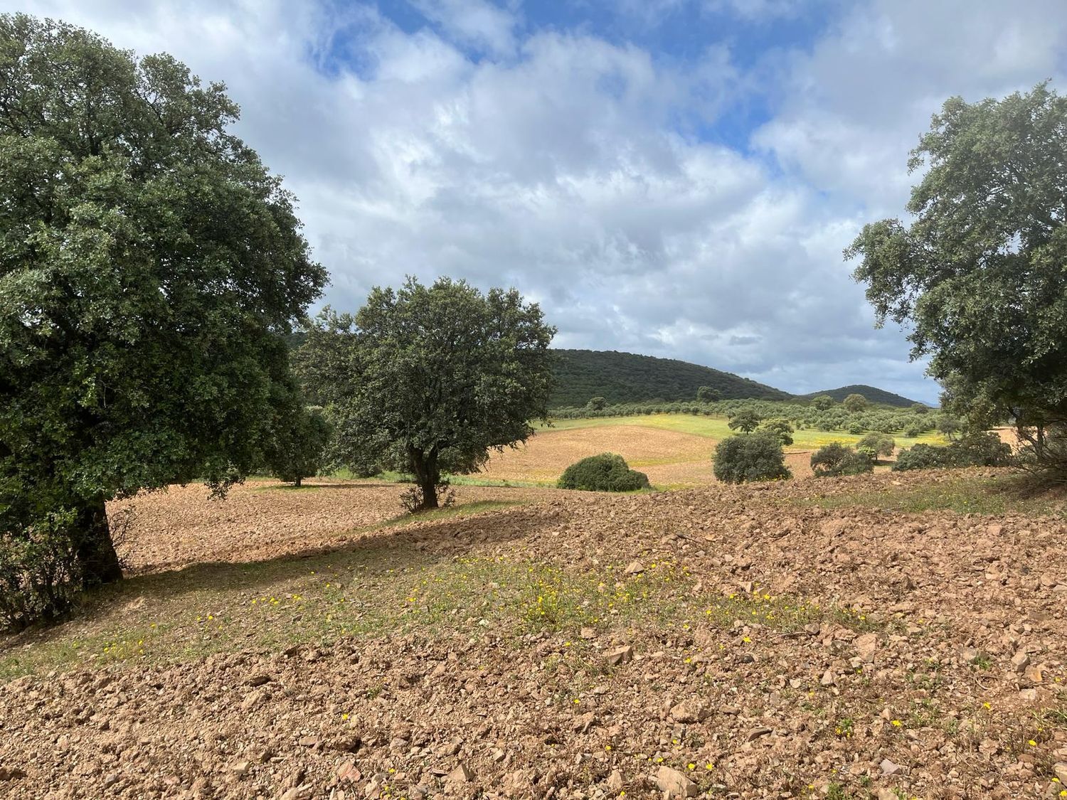 Fincas y solares-Venta-ChillÃ³n-1507555-Foto-32